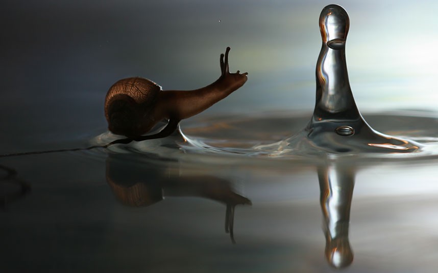 Con ốc sên này trông như đang đi trên mặt nước, nhưng sức căng bề mặt của vũng nước đủ khỏe để chịu được trọng lượng của con ốc sên.