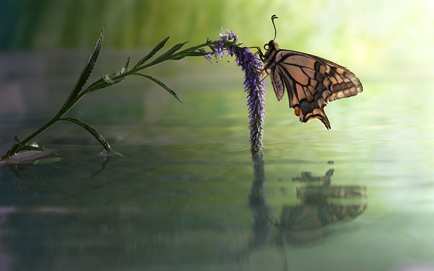 Một con bướm nghỉ ngơ trên một bông hoa rủ xuống mặt nước sau trời mưa.