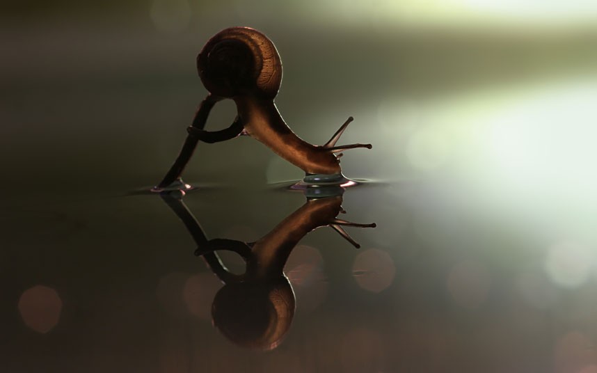 Một con ốc sên khác ngồi trên đỉnh cây nấm thò đầu xuống mặt nước.