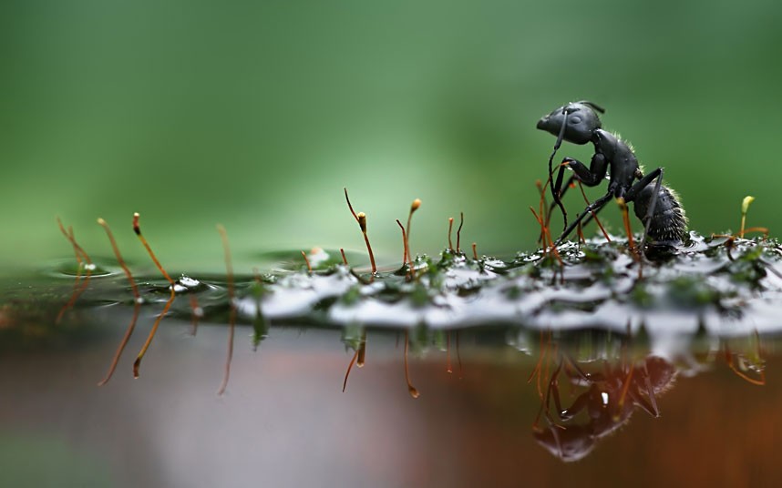 Một con kiếm đang cố gắng thoát khỏi đám rêu ẩm ướt.