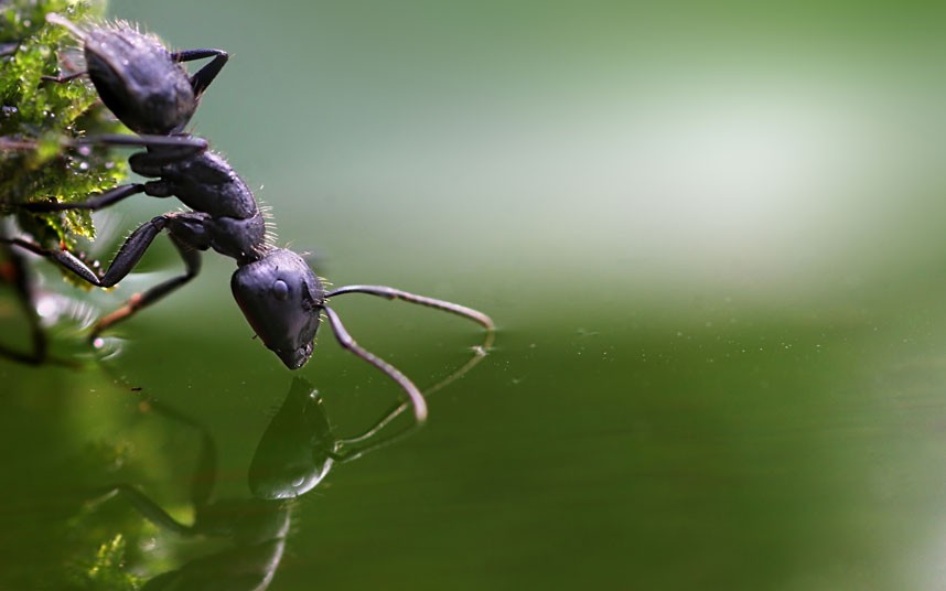 Cận cảnh một con kiến dùng râu thử mặt nước